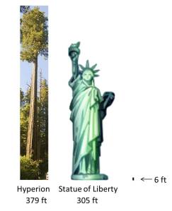 Height comparison of Hyperion vs. Statue of Liberty The picture of the coastal redwood is cropped and resized from an original work: The Simpson-Reed Grove of Coast redwoods (Sequoia sempervirens) by Acroterion, October 1 2009.