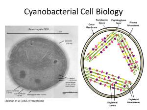 Cyanobacterial Cell Biology