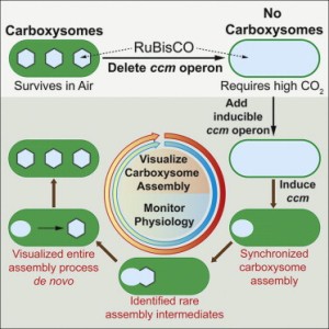 Graphical Abstract Cameron et al 2013 Cell Biogenesis of a Bacterial Organelle: The Carboxysome Assembly Pathway