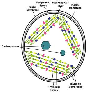 Schematic for cyanobacterial cell structure showing membrane systems and carboxysomes.
